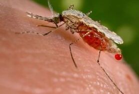 Ectoparasites
